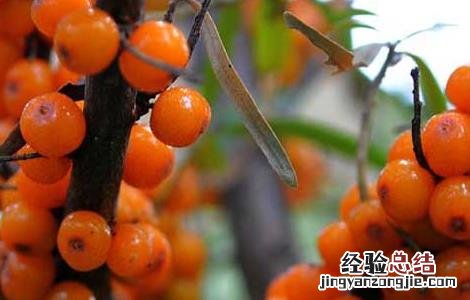 沙棘排湿排寒是真是假? 沙棘排湿排寒是真是假