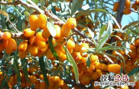 沙棘排湿排寒是真是假? 沙棘排湿排寒是真是假
