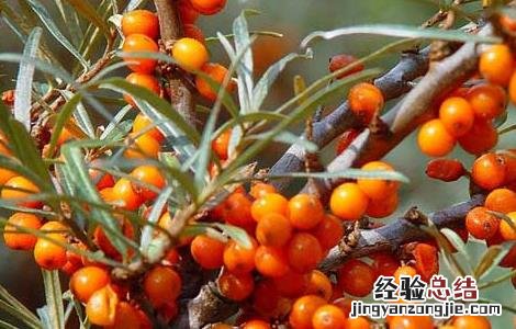沙棘排湿排寒是真是假? 沙棘排湿排寒是真是假
