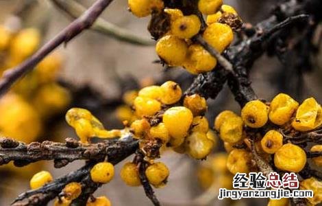 沙棘排湿排寒是真是假? 沙棘排湿排寒是真是假