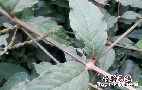 牛膝的功效与作用及禁忌 牛膝的功效与作用及禁忌症及副作用