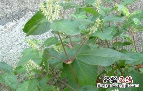 牛膝的功效与作用及禁忌 牛膝的功效与作用及禁忌症及副作用