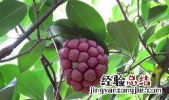 黑老虎果是什么味道 据说是天下第一奇果