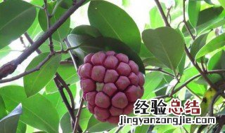 黑老虎果是什么味道 据说是天下第一奇果
