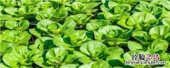 油菜栽培技术 油菜栽培技术试题及答案