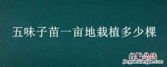 五味子种植方法是多远一株啊 五味子苗一亩地栽植多少棵