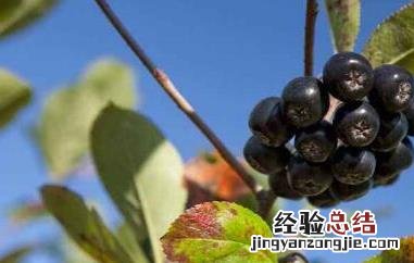 黑果花楸怎么泡酒步骤 黑果花楸怎么泡酒步骤视频