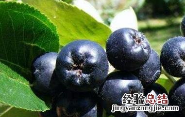 黑果花楸怎么泡酒步骤 黑果花楸怎么泡酒步骤视频