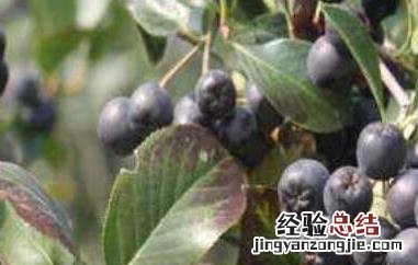 黑果花楸泡酒的好处 黑果花楸泡酒的好处与坏处