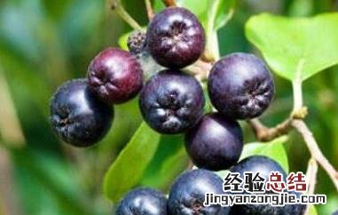 黑果花楸泡酒的好处 黑果花楸泡酒的好处与坏处