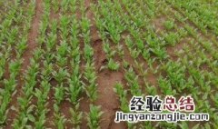 如何在家育蔬菜苗视频 如何在家育蔬菜苗