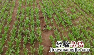 如何在家育蔬菜苗视频 如何在家育蔬菜苗