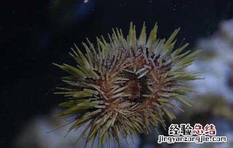 生吃海胆的功效与作用 海胆的功效与作用