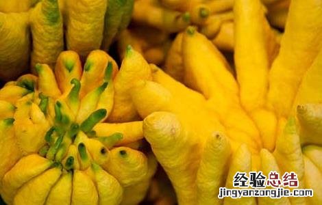 佛手果的功效与作用 佛手果的功效与作用禁忌
