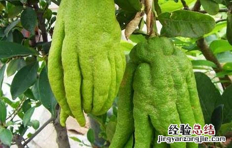 佛手果的功效与作用 佛手果的功效与作用禁忌