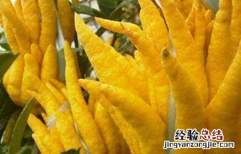 佛手果的功效与作用 佛手果的功效与作用禁忌