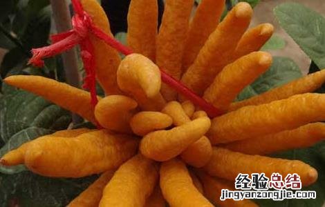 佛手果的功效与作用 佛手果的功效与作用禁忌