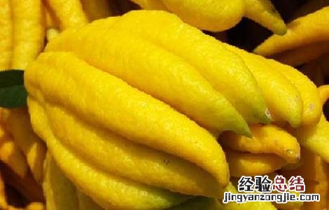佛手果的功效与作用 佛手果的功效与作用禁忌