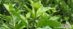 枸杞菜怎么种植方法 枸杞菜怎么种
