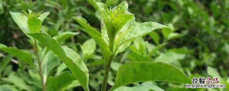 枸杞菜怎么种植方法 枸杞菜怎么种