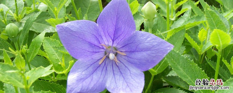 桔梗叶子发黄什么原因 洋桔梗的叶子发黄是什么原因