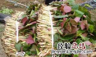 咳嗽吃鱼腥草有用吗 咳嗽吃鱼腥草有影响吗