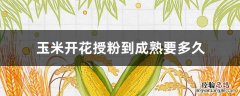 玉米开花授粉到成熟要多久才可以剪掉花穗 玉米开花授粉到成熟要多久