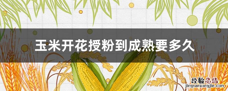 玉米开花授粉到成熟要多久才可以剪掉花穗 玉米开花授粉到成熟要多久