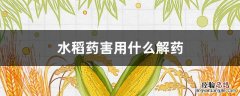 水稻药害用什么解药效果好 水稻药害用什么解药