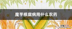 魔芋根腐病最有效的治疗方法 魔芋根腐病用什么农药