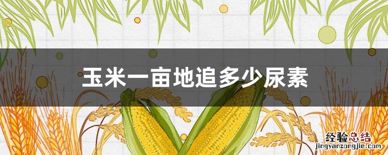 玉米一亩地追多少尿素肥 玉米一亩地追多少尿素