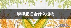 磷钾肥适合什么植物 磷钾肥适合什么植物施肥
