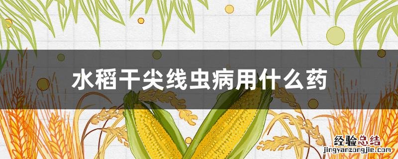 水稻干尖线虫病原图 水稻干尖线虫病用什么药