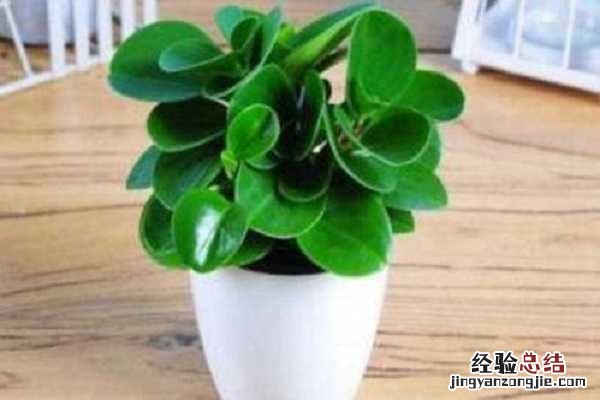 豆瓣绿烂根怎么处理方法 豆瓣绿烂根怎么办，补救方法有哪些