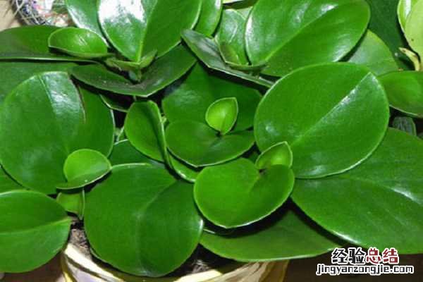 豆瓣绿烂根怎么处理方法 豆瓣绿烂根怎么办，补救方法有哪些