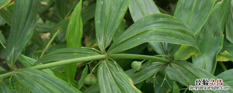 黄精冬天没有叶子怎么找 黄精冬天怎么养