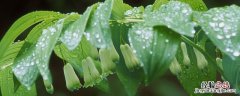 黄精开花季节 黄精什么季节开花