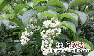 雷公藤的营养价值 雷公藤的药用价值