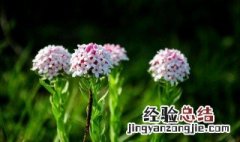 狼毒的营养价值 狼毒的主要功效