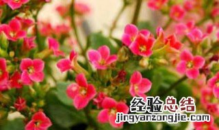 长寿花夏季放在什么地方好 长寿花夏季放哪里合适