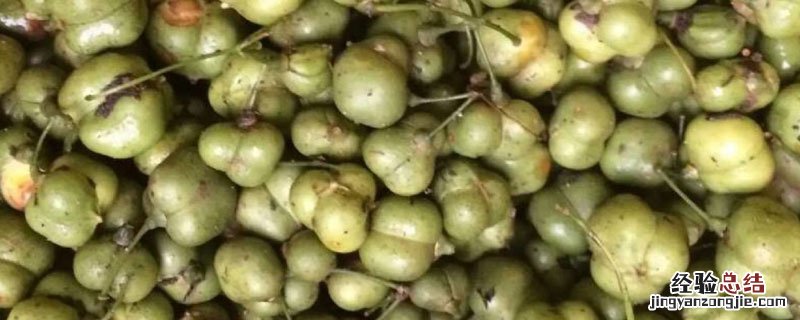 黄精播种前种子怎样处理 黄精种子的催芽处理