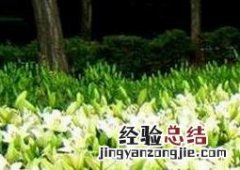 百合花的功效与作用及禁忌 百合花的功效与作用