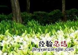 百合花的功效与作用及禁忌 百合花的功效与作用
