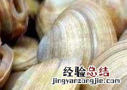 花蛤 文蛤和花蛤的区别
