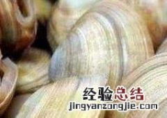 花蛤 文蛤和花蛤的区别