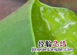 芦荟怎么用祛斑 芦荟怎么用祛斑效果好