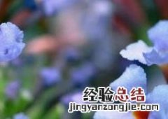 密蒙花的功效与作用,密蒙花的副作用 密蒙花的功效与作用