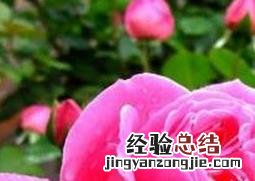 月季花的功效与作用 玫瑰花的功效与作用