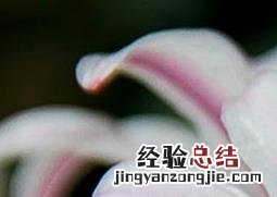 野百合图片