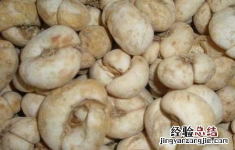 浙贝母的功效与作用及用量 浙贝母的功效与作用